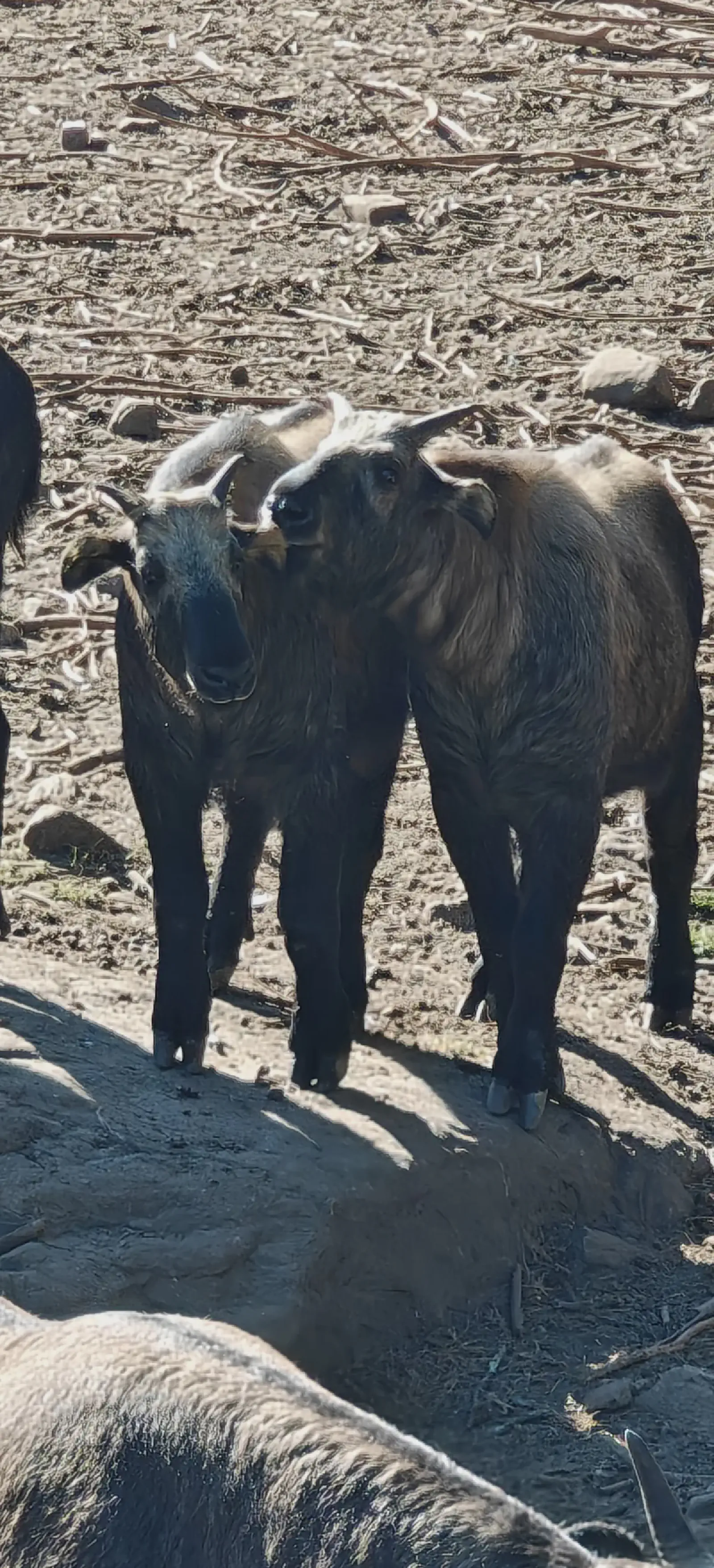 The unique Takin grazing in the preserve
