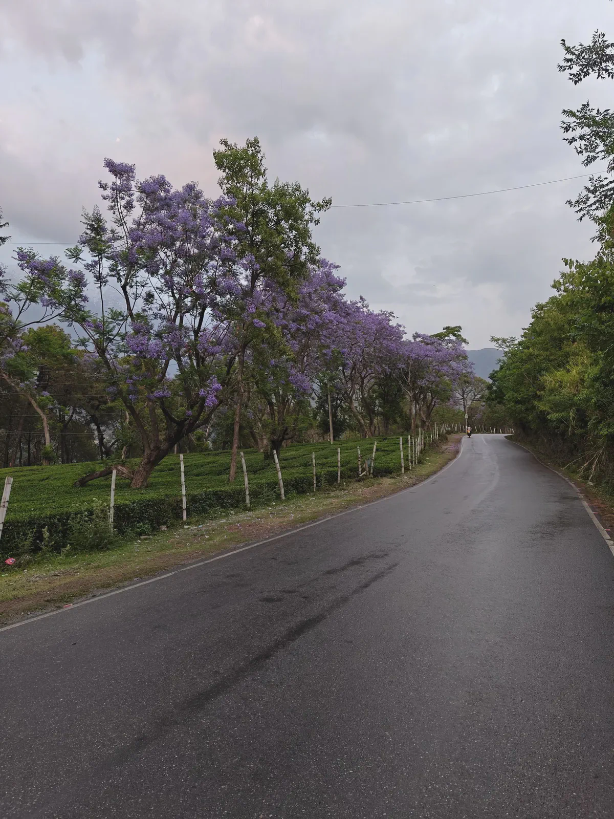 Palampur Chronicles: Tea Gardens and Ancient Temples