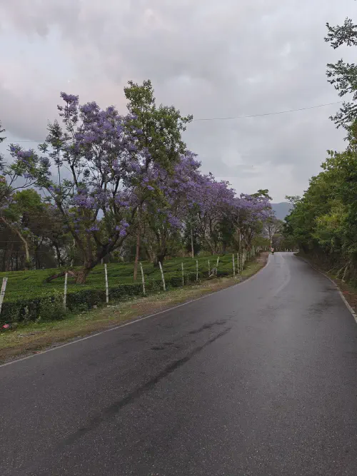 /images/dharmshala/palampur/palampur-road.webp